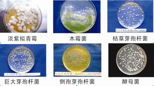 微生物技術