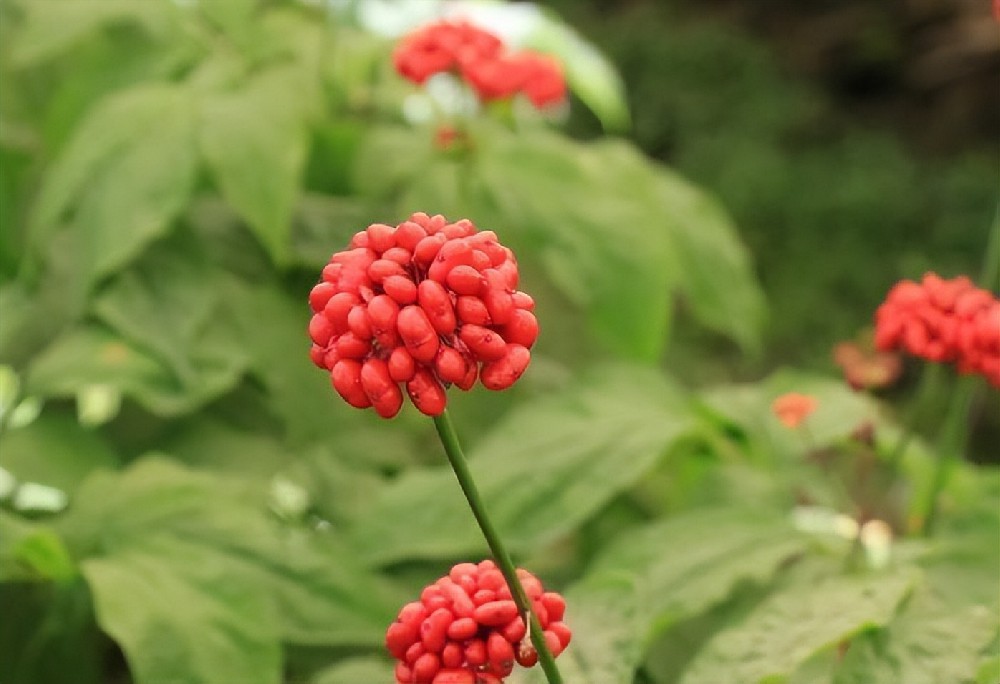 酵素菌技術(shù)，破解連作障礙困局，助力藥材產(chǎn)業(yè)健康持續(xù)發(fā)展