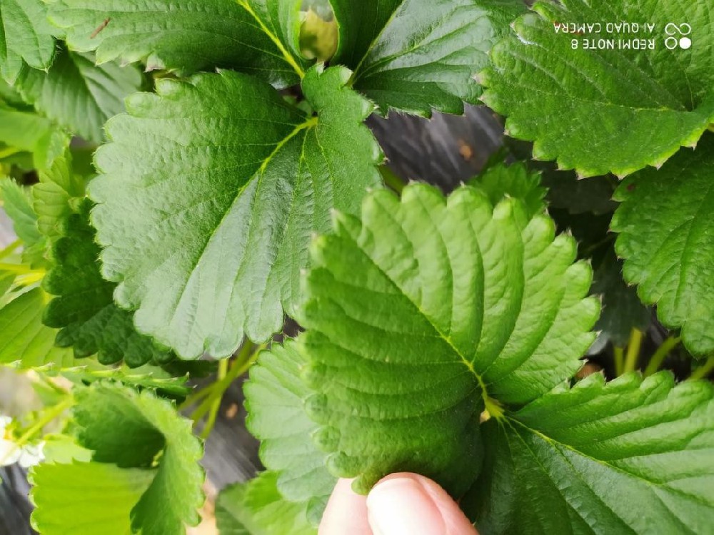 雞糞燒苗怎么辦？島本酵素有妙招