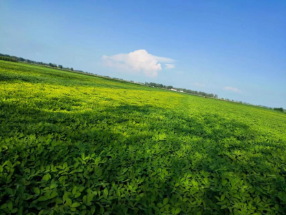 雨后花生大面積黃化怎么辦？