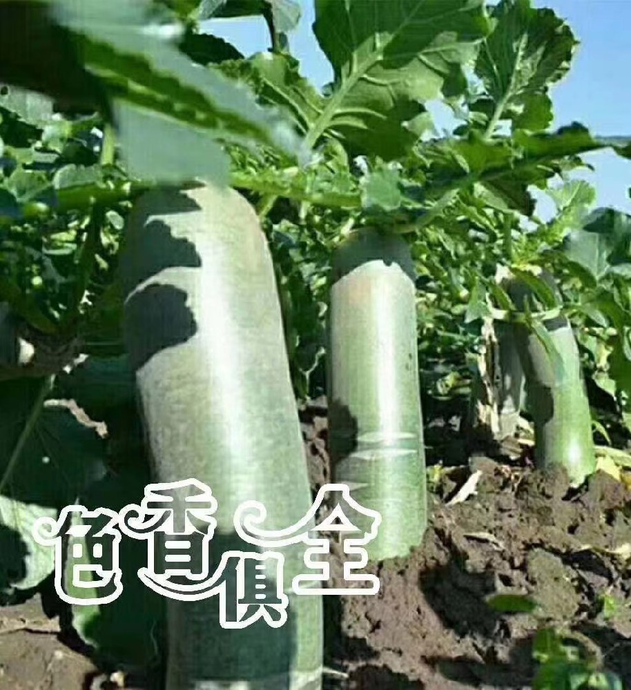 蘿卜優(yōu)質(zhì)高產(chǎn)酵素微生物套餐肥及效果展示