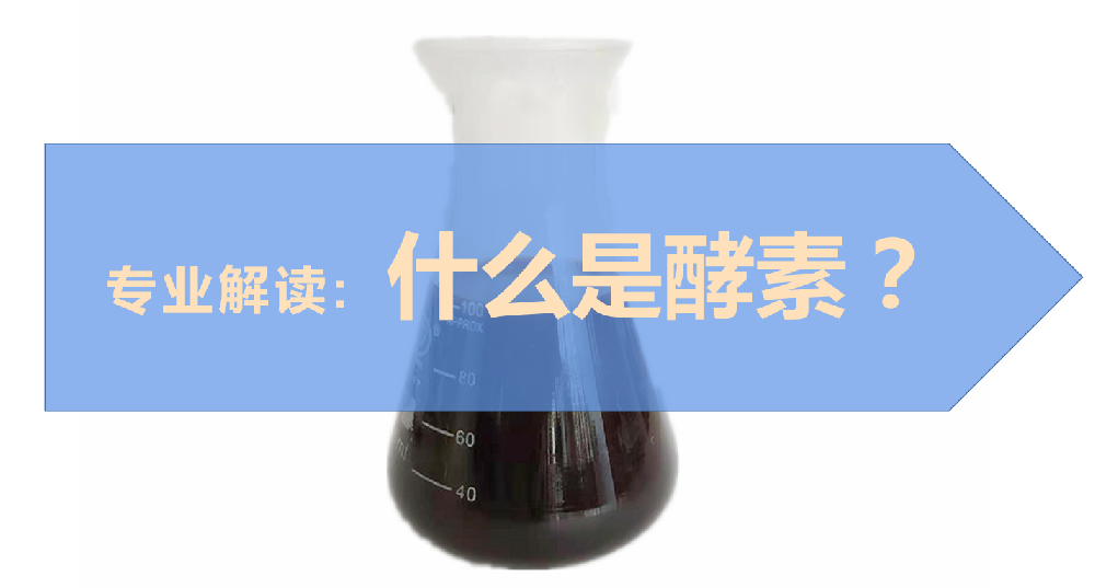 專業(yè)解讀：什么是酵素？