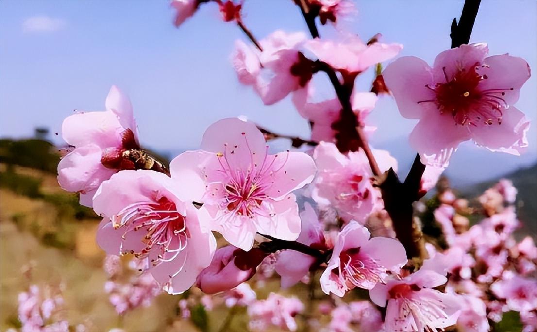 桃樹花開圖