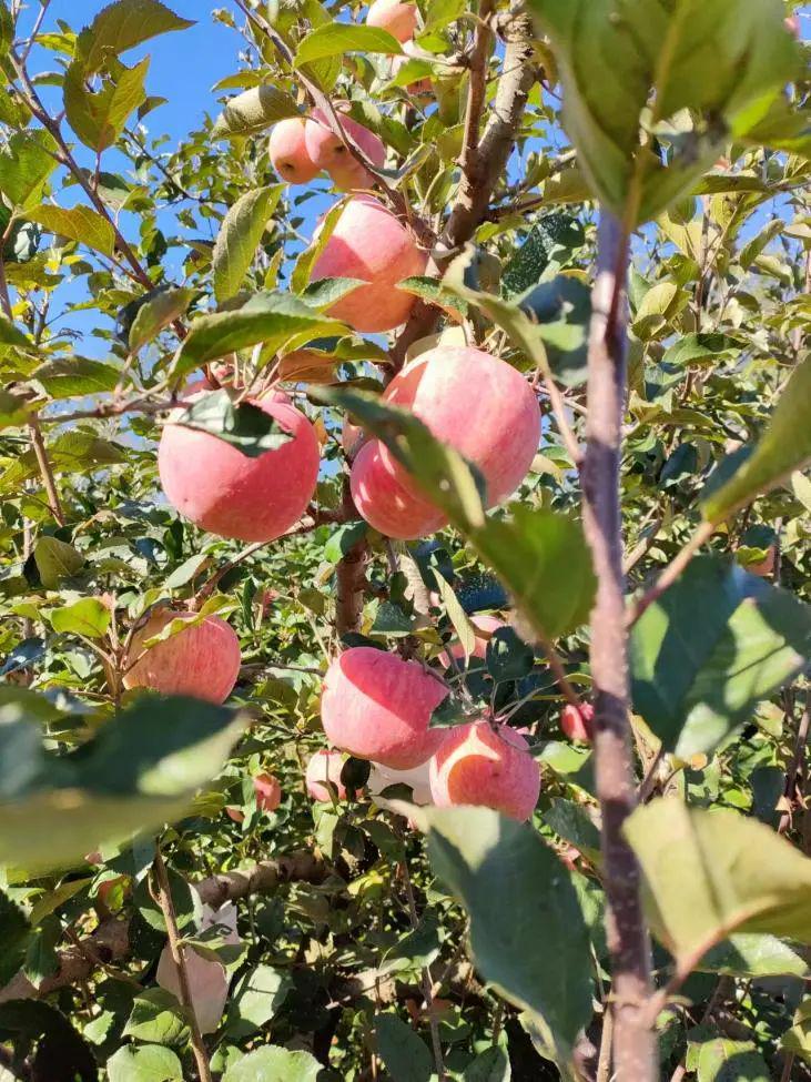 蘋果上市早、個頭大、味道好！島本酵素微生物菌劑構(gòu)建良好微生態(tài)，減少果樹落果，助力增產(chǎn)增收！