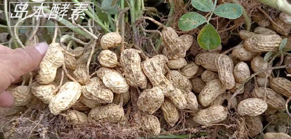 花生種植遭遇澇害仍獲豐收！看酵素菌肥如何改良土壤，提升花生抗逆性，?；ū９?/></a>
								</div>
								<div   id=