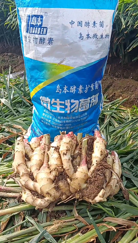 29年大姜重茬地再次喜獲豐收，看酵素菌肥改土防病抗重茬的效果！